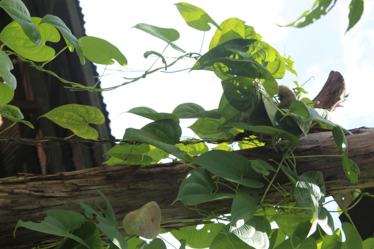 Iguanitas Lodge Pital  ภายนอก รูปภาพ