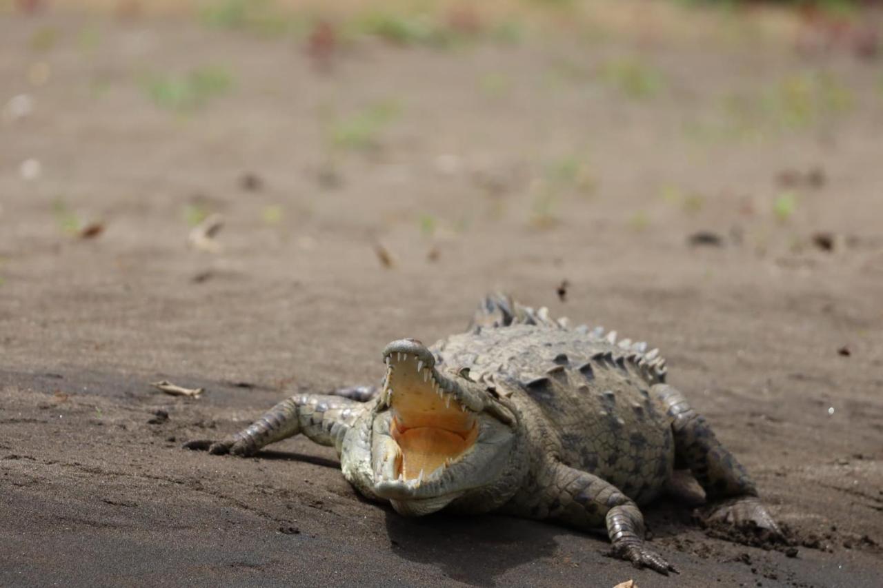 Iguanitas Lodge Pital  ภายนอก รูปภาพ